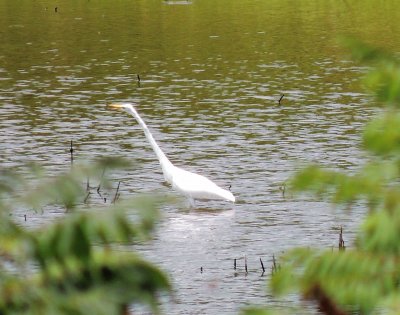 Bird Wading