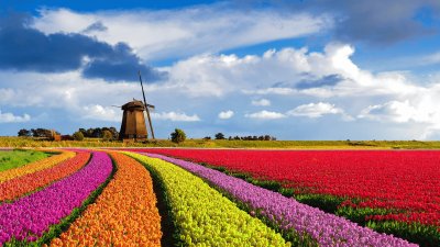 tulipas jigsaw puzzle