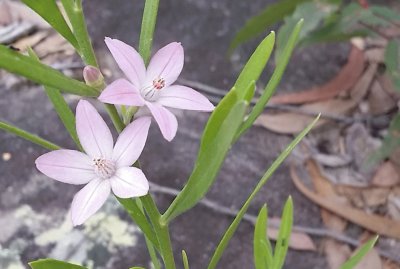 פאזל של Pink wax flower