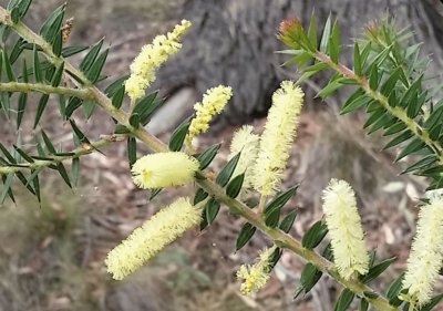 Spike wattle