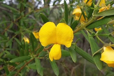 Large wedge pea