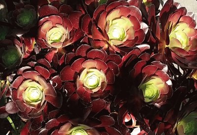 Aeonium succulent jigsaw puzzle