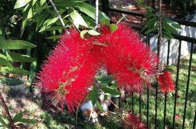 Bottle Brush jigsaw puzzle