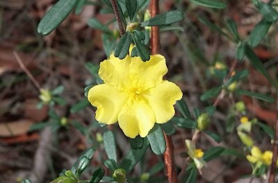 פאזל של Guinea flower