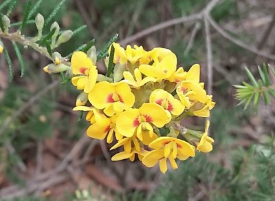 Native Australian pea jigsaw puzzle