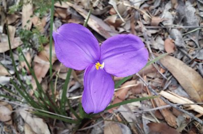 פאזל של Purple Flag