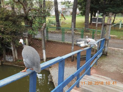 Galinha De Angola