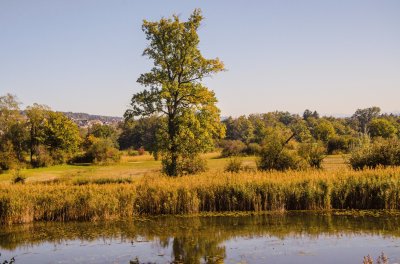 פאזל של herbst im moos