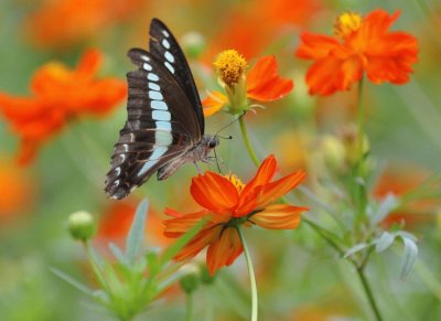 Nature jigsaw puzzle