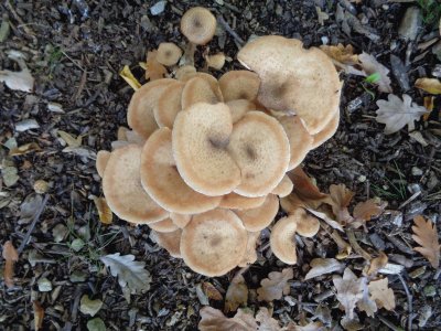 funghi jigsaw puzzle