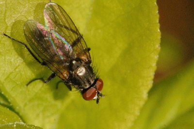 Phaonia palpata