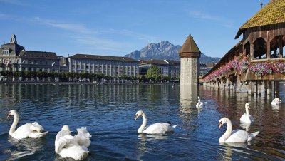 swans jigsaw puzzle