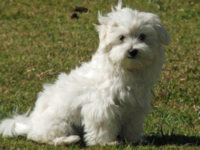 Maltese mix