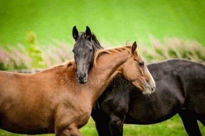 amor animal