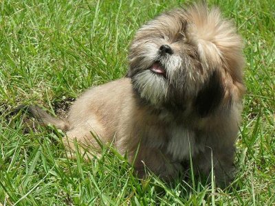 Bearded lion