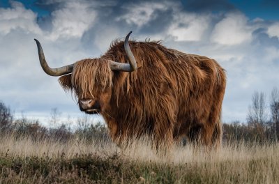 YAK jigsaw puzzle