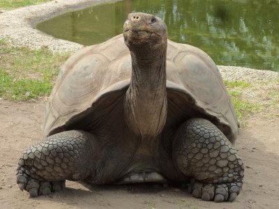 TORTUGA GIGANTE