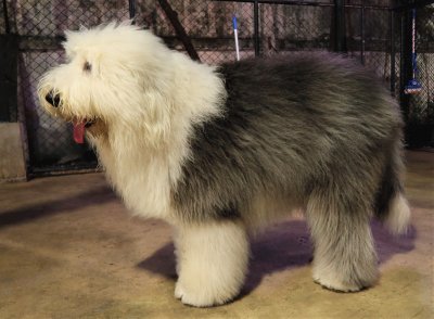 Old english sheepdog jigsaw puzzle