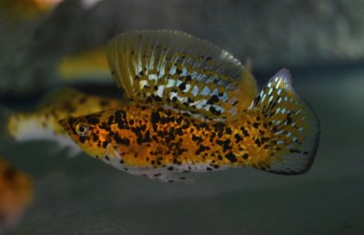 פאזל של Dalmatian gold sailfin molly