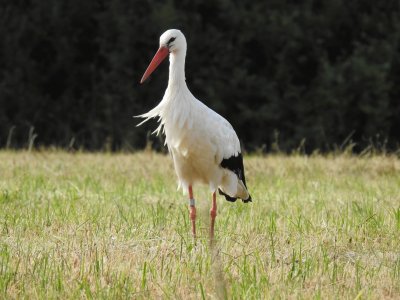 Storch jigsaw puzzle