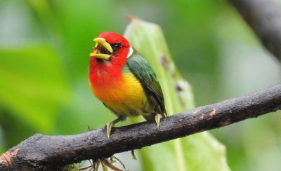 Andenbartvogel in Kolumbien jigsaw puzzle