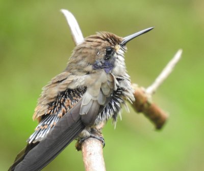 פאזל של Kolibri