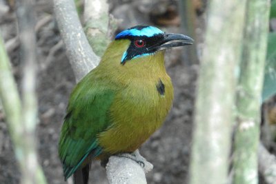 Blauscheitelmotmot in Suriname jigsaw puzzle