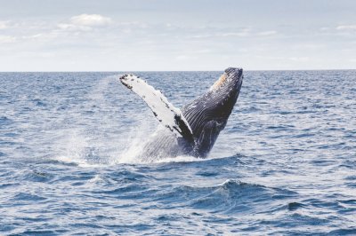 BALLENA AZUL