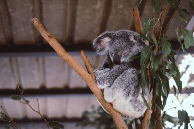 KOALA BAJO TECHO jigsaw puzzle