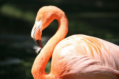 FLAMINGO jigsaw puzzle