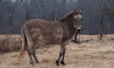 Bardotto incrocio tra cavallo e asina jigsaw puzzle