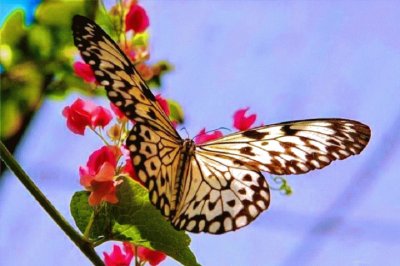 Butterfly jigsaw puzzle