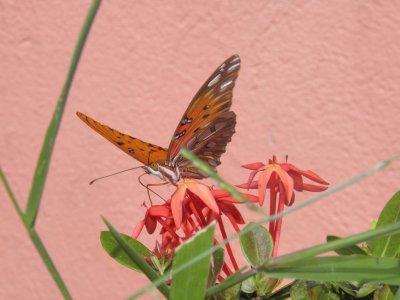 Very beautiful butterfly in my garden