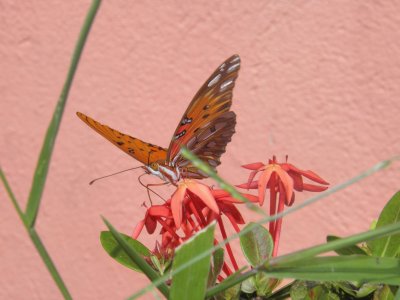 Very beautiful butterfly in my garden jigsaw puzzle