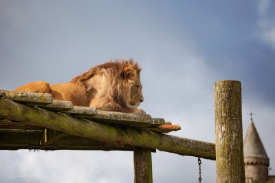 Lion jigsaw puzzle