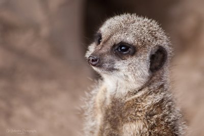 Meerkat jigsaw puzzle