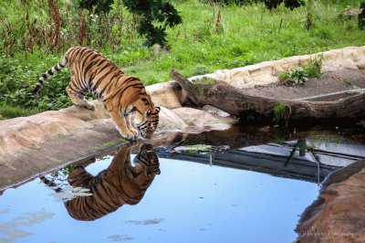 Tiger drinking jigsaw puzzle