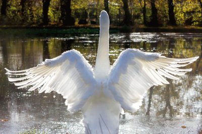 פאזל של swan