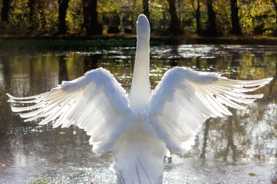 swan jigsaw puzzle