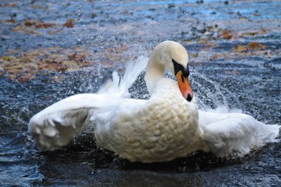 swan jigsaw puzzle