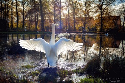 swan stretch jigsaw puzzle