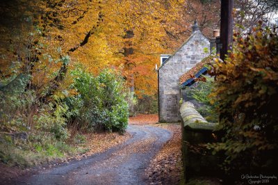Autumn trees and Cottage