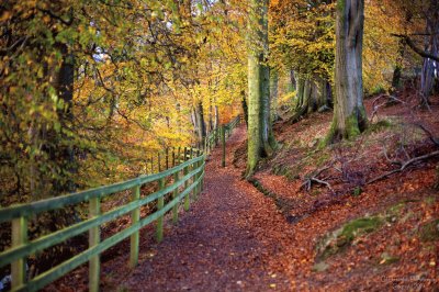 Autumn colours woodland