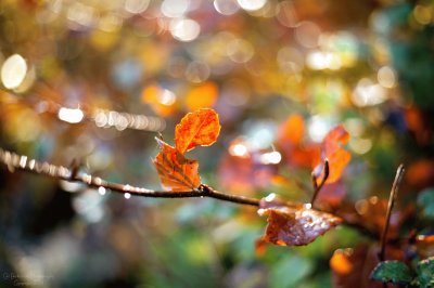 פאזל של Autumn Bokeh