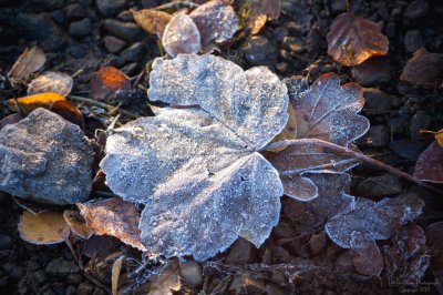 Frosty leaves jigsaw puzzle