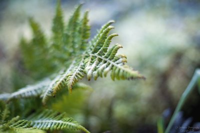 Frosty fern jigsaw puzzle