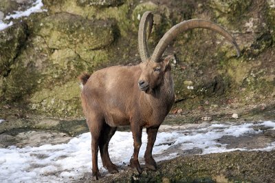 פאזל של Ibex