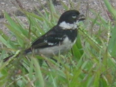 Cute small bird jigsaw puzzle