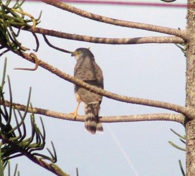 The great hawk of the town