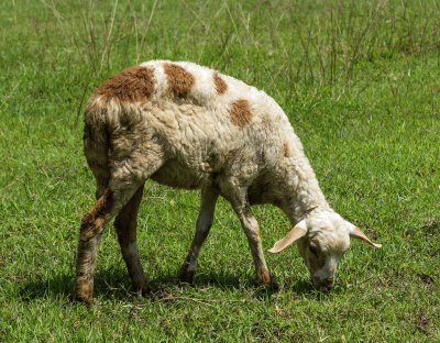 פאזל של Grazing lamb